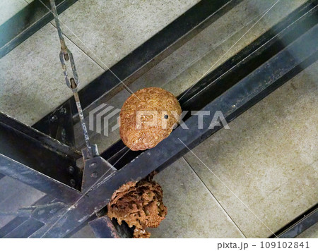 スズメバチ科キイロスズメバチの巣 109102841