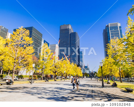 東京駅前 行幸通りのイチョウ並木 秋景 東京駅前 行幸通りのイチョウ並木 秋景 109102848