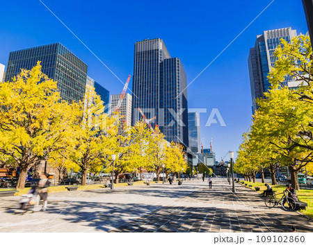 東京駅前　行幸通りのイチョウ並木　秋景 109102860