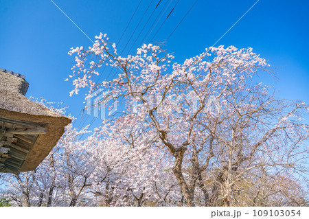 陸奥國分寺　薬師堂　宮城県仙台市 109103054