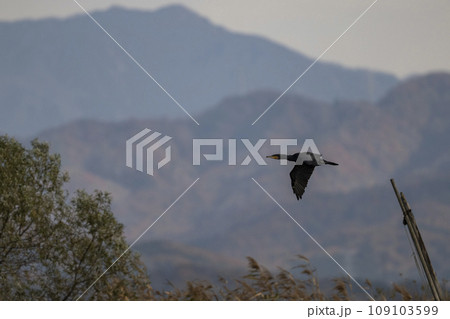 A Great Cormorant in flight over autumnal wetlands in Niigata, Japan. 109103599