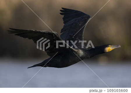 A Great Cormorant in flight over autumnal wetlands in Niigata, Japan. 109103600