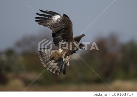 A Black-eared Kite hovers low in Niigata, Japan.  109103717