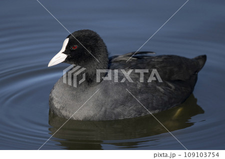 Eurasian Coot on the water surface in Japan. Eurasian Coot on the water surface in Japan. 109103754