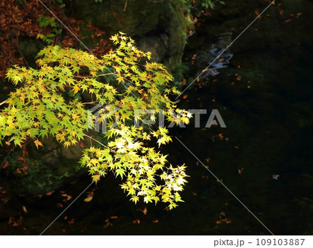 紅葉 109103887