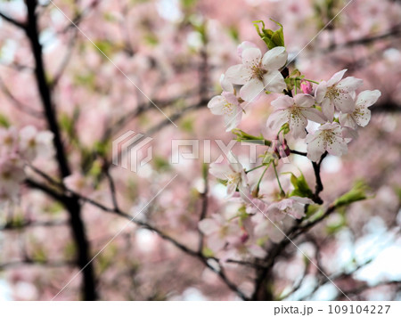 3月に咲いたピンク色のサクラ「大漁桜（タイリョウザクラ）」 109104227
