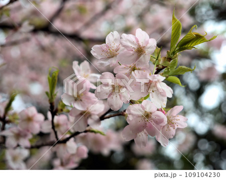 3月に咲いたピンク色のサクラ「大漁桜（タイリョウザクラ）」 109104230