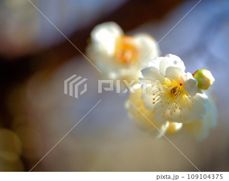 3月に咲いた白い梅の花「緑蕚（リョクガク）」 109104375
