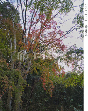 富津もみじロードの紅葉 富津もみじロードの紅葉 109104787