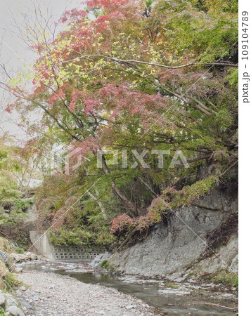 富津もみじロードの紅葉 富津もみじロードの紅葉 109104789