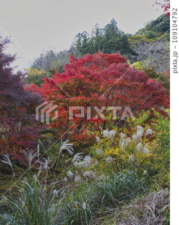 富津もみじロードの紅葉 109104792