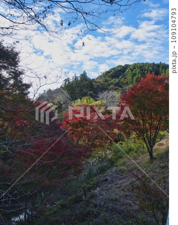 富津もみじロードの紅葉 109104793