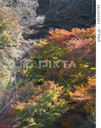 富津もみじロードの紅葉 富津もみじロードの紅葉 109104795