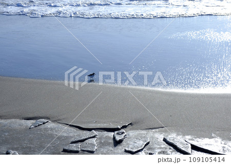 北海道　真冬の大津海岸と小鳥 109105414