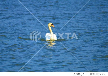 水面に浮かぶ白鳥 水面に浮かぶ白鳥 109105775