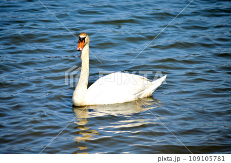水面に浮かぶ白鳥 109105781