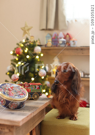 クリスマスを楽しむダックスフンド クリスマスを楽しむダックスフンド 109105821