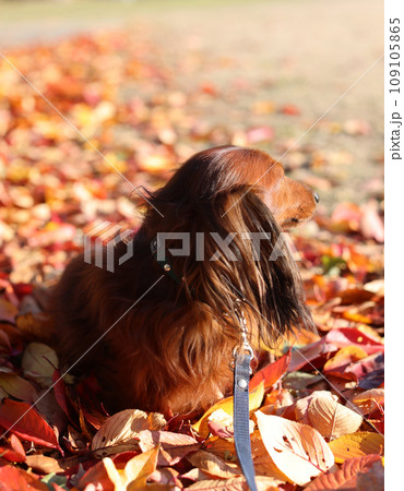 紅葉を楽しむダックスフンド 109105865