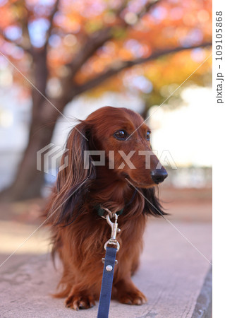 紅葉を楽しむダックスフンド 紅葉を楽しむダックスフンド 109105868
