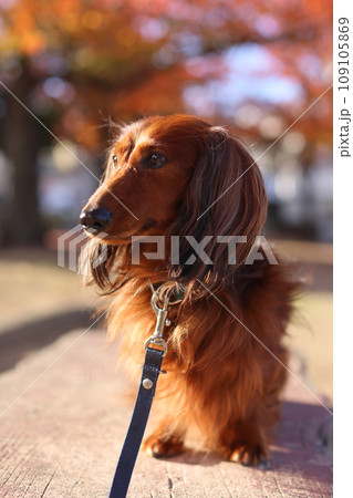 紅葉を楽しむダックスフンド 紅葉を楽しむダックスフンド 109105869