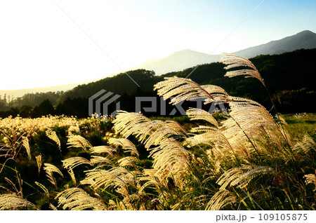 夕日に輝くススキ 109105875
