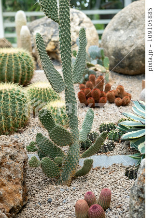 Cactus garden Various types of beautiful cacti Exotic cactus collection. Cactus garden Various types of beautiful cacti Exotic cactus collection. 109105885