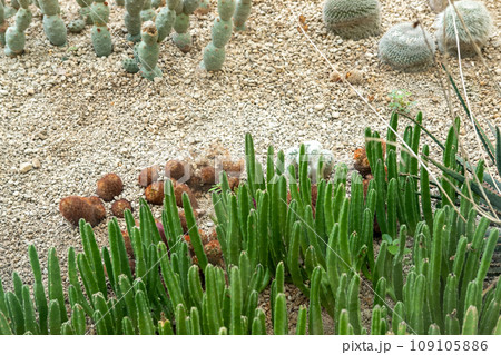 Cactus garden Various types of beautiful cacti Exotic cactus collection. 109105886