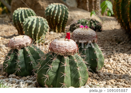 Cactus garden Various types of beautiful cacti Exotic cactus collection. 109105887