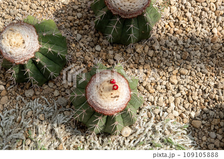 Cactus garden Various types of beautiful cacti Exotic cactus collection. 109105888