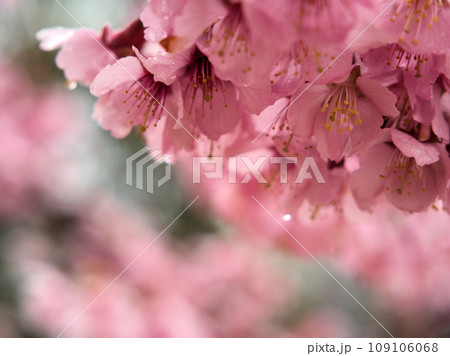 雨の3月に咲いたピンク色のサクラ「越の加茂桜(コシノカモザクラ)」 雨の3月に咲いたピンク色のサクラ「越の加茂桜(コシノカモザクラ)」 109106068