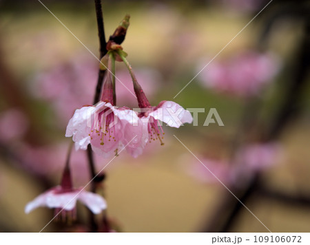 雨の3月に咲いたピンク色のサクラ「越の加茂桜(コシノカモザクラ)」 雨の3月に咲いたピンク色のサクラ「越の加茂桜(コシノカモザクラ)」 109106072