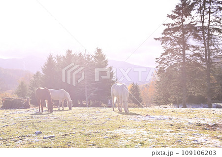 トマム紅葉と初雪 109106203