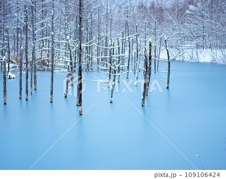 北海道の絶景 冬の美瑛 青い池ライトアップ 北海道の絶景 冬の美瑛 青い池ライトアップ 109106424
