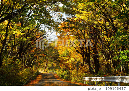 大山の紅葉 109106457