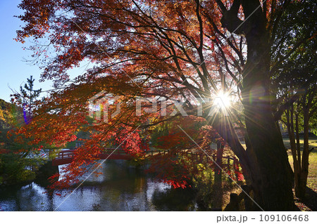 定光寺公園の紅葉 109106468