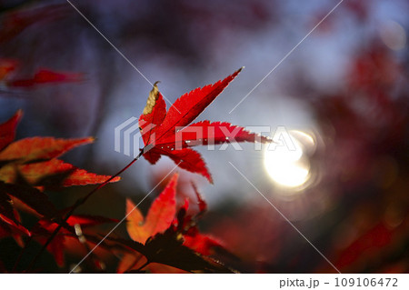 定光寺公園の紅葉 109106472