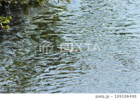 水面を飛ぶカワセミ 109106498