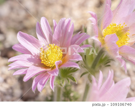 早春に咲くピンク色のプルサティラ(西洋オキナグサ) 早春に咲くピンク色のプルサティラ(西洋オキナグサ) 109106740