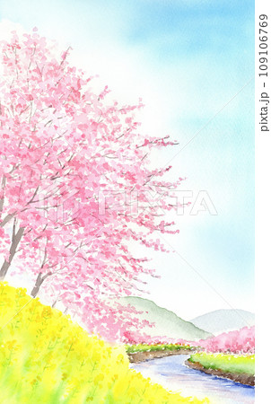 桜と菜の花のある風景の水彩画 縦長 桜と菜の花のある風景の水彩画 縦長 109106769