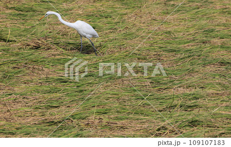 コンバインで藁を落とした稲刈り後の田んぼに飛来した白鷺 109107183