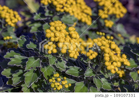 黄色いイソギク(磯菊・岩菊)の花 黄色いイソギク(磯菊・岩菊)の花 109107331