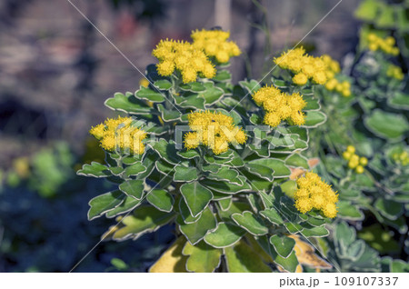 黄色いイソギク（磯菊・岩菊）の花 109107337
