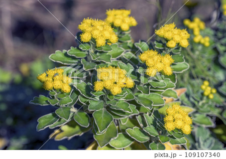 黄色いイソギク(磯菊・岩菊)の花 黄色いイソギク(磯菊・岩菊)の花 109107340