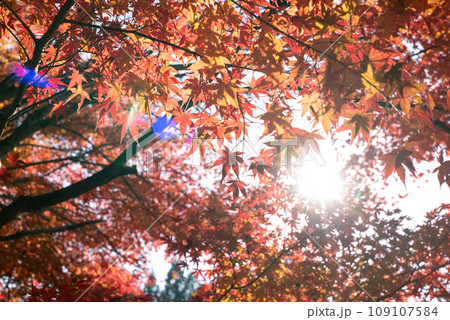 茨城県の花貫渓谷の紅葉 109107584