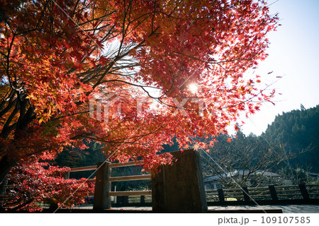 茨城県の花貫渓谷の紅葉 茨城県の花貫渓谷の紅葉 109107585