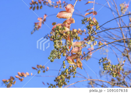 冬晴れの空に映えるサルスベリ（百日紅） 109107638