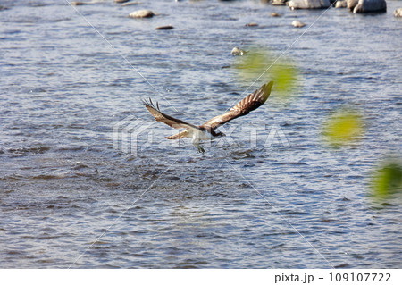 川で魚を捕まえるミサゴ 109107722