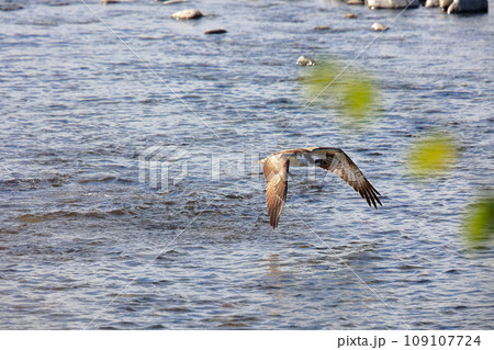 川で魚を捕まえるミサゴ 109107724