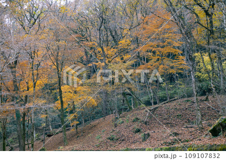 茨城県の花貫渓谷の紅葉 109107832
