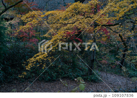 茨城県の花貫渓谷の紅葉 茨城県の花貫渓谷の紅葉 109107836